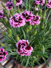 Pin By Loey Yuri On Pinks Dianthus Dianthus Flowers Spring Garden Flowers Flowers Perennials