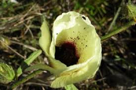 Image result for Hibiscus diversifolius