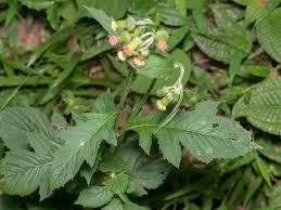 Image result for Crassocephalum crepidioides