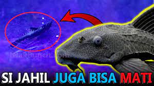 Mimpi ini merupakan sebuah pertanda baik bagi anda. Ikan Sapu Jagat Mati Di Aquarium Ikan Mas Koki Mungkin 2 Ini Penyebab Utamanya