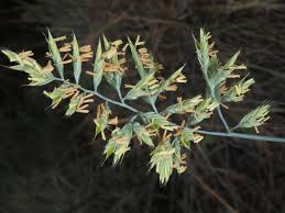 Image result for Festuca chodatiana