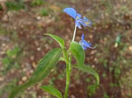 Image result for Commelina benghalensis