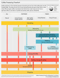 Coffee Processing Flowchart Another Coffee Infographic