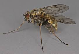 Image result for Rhaphiostylis