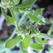 Image result for Corrigiola