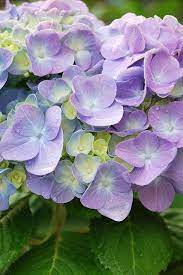 Purple Hydrangea Hydrangea Purple Hydrangea Flower Flowers