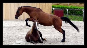 Image result for HORSE JUMPING