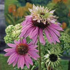 Double Decker Coneflower Veseys Garden Pei Flowerbulbs Growyourown Springplanting Echinacea Perennials Wholesale Flowers