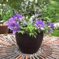 Enjoy clematis blossoms year round, indoor and out with bijou clematis. Clematis Bijou Taylors Clematis
