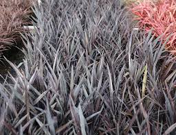 Black adder phormium phormium cookianum 'fit01' pp20451 home » the collection » black adder this evergreen perennial holds its dramatic dark burgundy foliage and its size. Phormium Black Rage Flax Awa Nursery