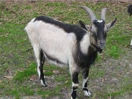 Black And White Goat Breeds Various Types Of Alpine Goat With Images Alpine Goats Raising Farm Animals Dairy Goats
