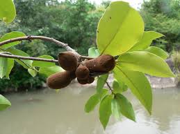 Image result for Hexalobus monopetalus