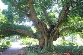 Image result for Ficus virens