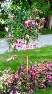 Picasa Web Albums Carmel Blanchard Romance Fuchsia Plant Fuchsia Garden Container Plants