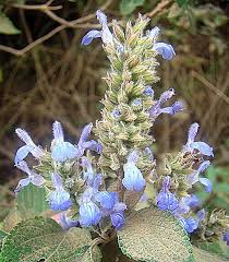 Image result for Salvia hispanica