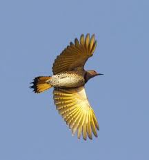 Vent Birding Tours Birding Across America By Train Northern Flicker Backyard Birds Bird