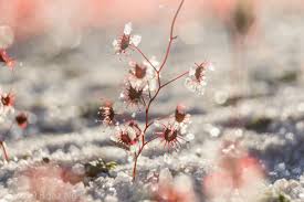 Image result for Crepidorhopalon