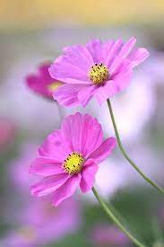 Img 1168 A Cosmos Flowers Flowers Nature Pretty Flowers