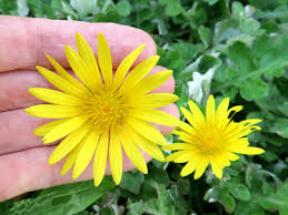 Image result for Arctotheca populifolia