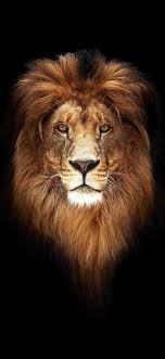 خلفيات ايفون Lion Wallpaper Best Iphone Wallpapers Iphone Wallpaper