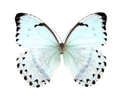 Black Blue And White Butterfly Meaning Buy Real Morpho Catenarius Catenaria White Blue Butterfly Argentina Bicbugs Blue Morpho White Butterfly Tattoo Morpho