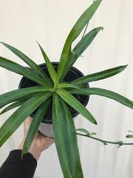 Image result for Chlorophytum nyasae