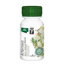 Image result for Artemisia afra