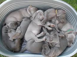 They want your attention and affection, whether it's simply a glance, talking to them in a fun, upbeat voice, giving them a special toy, rubbing and petting them, or giving a delicious treat. What If Your Weimaraner Puppy Is Crying At Night Weimaraner Puppies