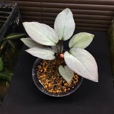 Homalomena Pink Velvet Unusual Plants Plants Indoor Plants