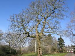 Image result for Juglans