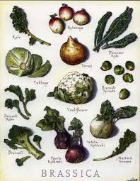 Image result for Brassica