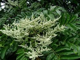 Image result for Rhus