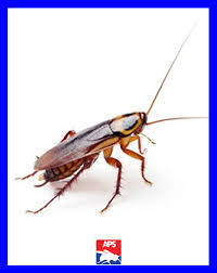 Professional, courteous pest control serving pennsylvania and delaware. Termites Pest Control Near You