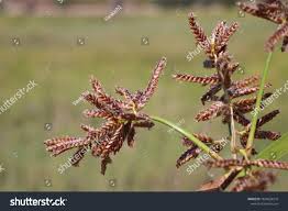 Image result for Pycreus