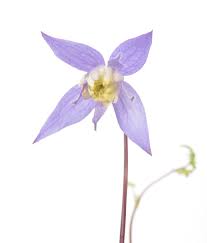 Scale insects, whiteflies, earwigs, and aphids can occur. Alpen Waldrebe Clematis Alpina Gunstig Online Kaufen