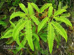 Image result for Dicranopteris elegantula