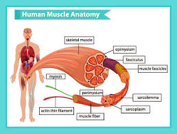 Hormoner er kjemiske budbringere som produseres i hormonproduserende kjertler eller enkeltceller, og de fraktes med. Celletyper Nhi No