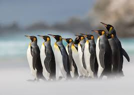 Penguin windows wallpapers pc in both widescreen and 4:3 resolutions. Penguins 1280x904 Download Hd Wallpaper Wallpapertip