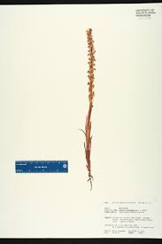 Image result for Zeuxine elongata