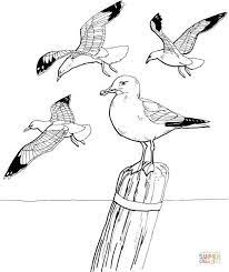 coloriage mouettes pages de coloration imprimables gratuites bird drawings seagull tattoo coloring voiture pour les enfants