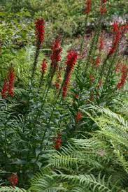 Maybe you would like to learn more about one of these? 12 Indiana Native Shade Plants Ideas Shade Plants Plants Perennials