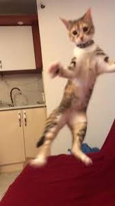 Kedi Ozel Harekat Muzikli Orijinal Ses Ozkan Sagin
