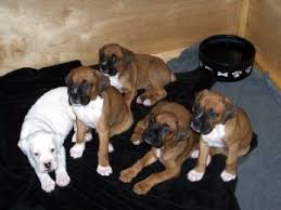 The litter is due at the end of march. Boxer Puppies In Florida