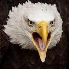 Bald eagle body art is a continually popular american tattoo emblem and often the number two tattoo option to symbolize patriotism and freedom (the american flag tattoos are number 1). Screaming Eagle Eagle Pictures Eagle Images Eagle Tattoos