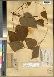 Image result for Dioscorea schimperiana