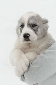 We did not find results for: 53 Central Asia Shepherd Dog Ideas In 2021 Shepherd Dog Central Asia Shepherd