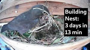 Image result for Flyte Blackbird Nest Box