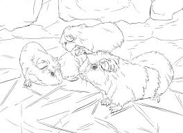 Ausmalbilder von meerschweinchen auf besteausmalbilder.de. Ausmalbilder Ausmalbilder Meerschweinchen Zum Ausdrucken Kostenlos Fur Kinder Und Erwachsene