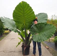 We did not find results for: Alocasia Dark Star Gets Huge Beautiful Elephant Ear Etsy In 2021 Alocasia Plant Big Leaf Plants Alocasia Dark Star