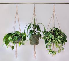 They'll easily add the touch of green you're after, without taking up any of your precious floor space. Plant Hanging Tips For Your Apartment Ppm Apartments Chicago